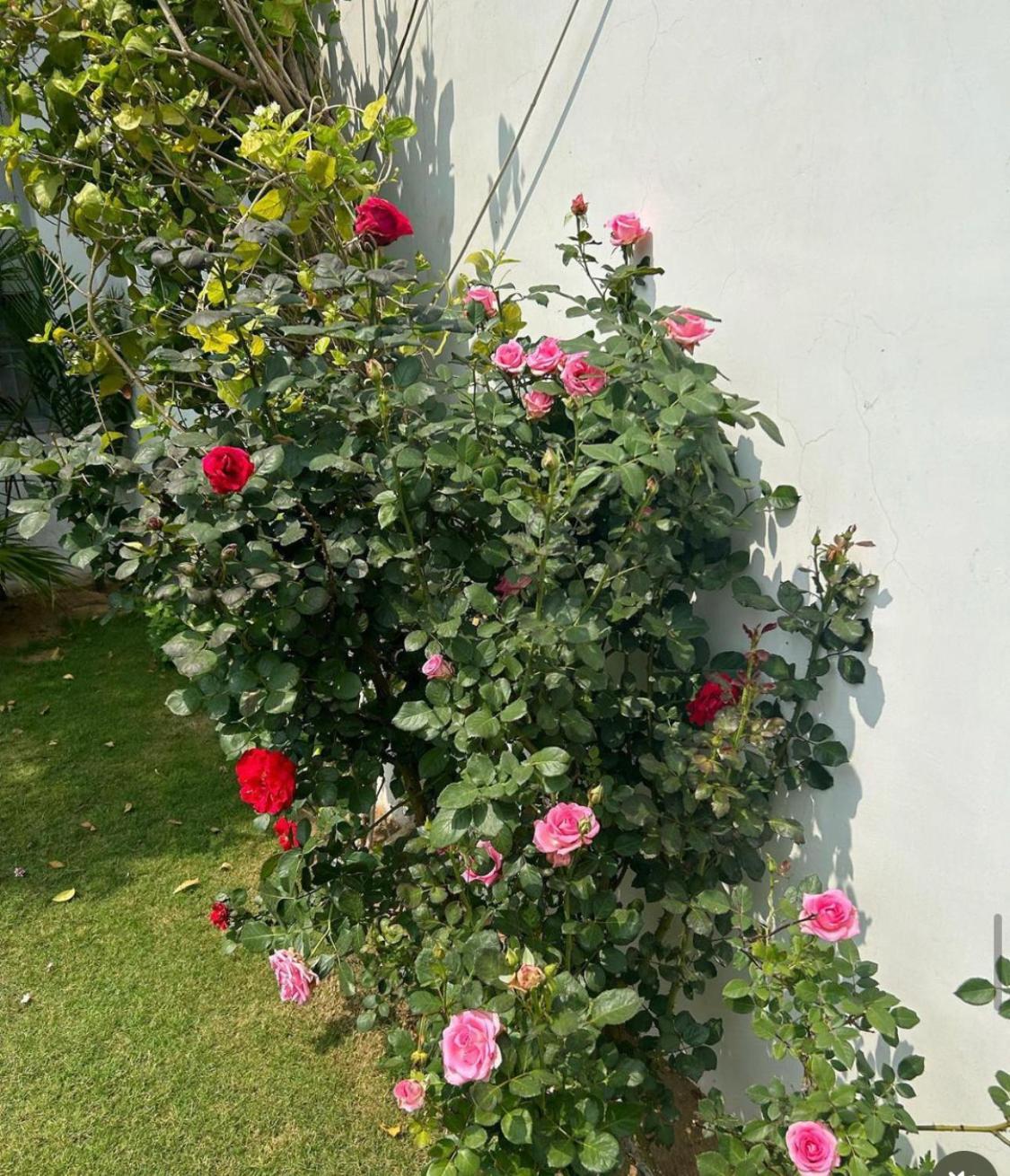 Solanki Farms & Pool Villa Garden Fully Private Τζαϊπούρ Εξωτερικό φωτογραφία